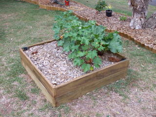 Small Wicking Bed